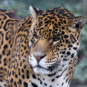 Animations Amérique Maison Beauval Nature - Culture populaire - ZooParc de Beauval