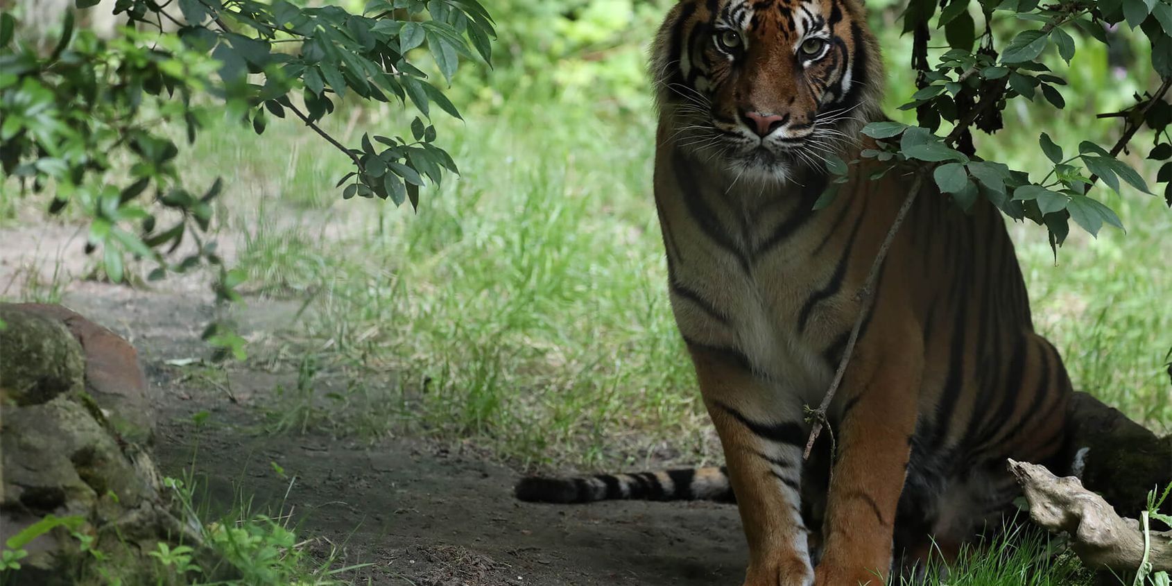 Tigre de Sumatra - Les animaux du Bois des Fauves - ZooParc de Beauval