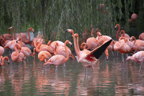 Zones humides : Beauval s’engage dans la campagne européenne « Wetlands for Life »