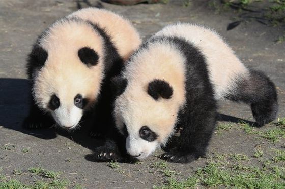 Premier printemps pour les bébés panda !