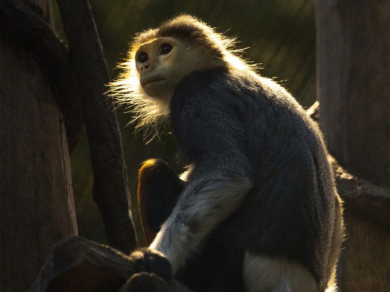 Parrainez les langurs de Douc - ZooParc de Beauval Parrainez les langurs de Douc - ZooParc de Beauval