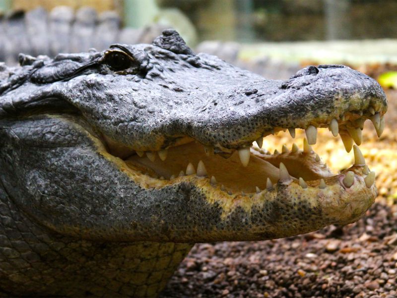 Alligator du Mississipi gueule ouverte - Les animaux du Vivarium et Aquarium - ZooParc de Beauval