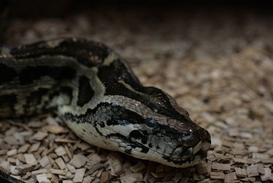 Asian rock python