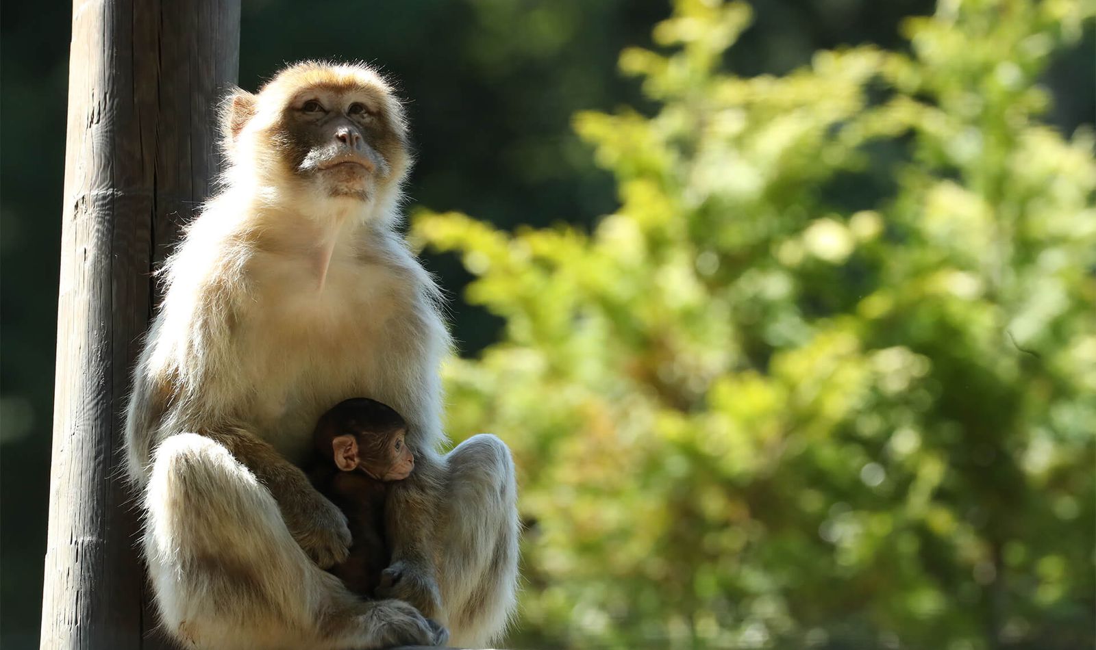 Magots - Animaux extraordinaires du ZooParc