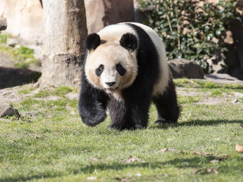 Huan Huan femelle panda - ZooParc de Beauval Huan Huan femelle panda - ZooParc de Beauval