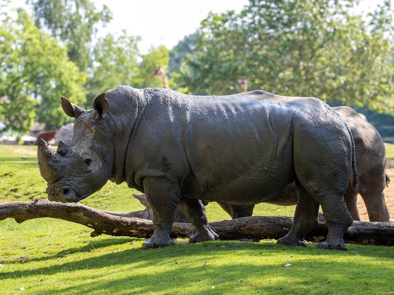 Southern white rhinoceros