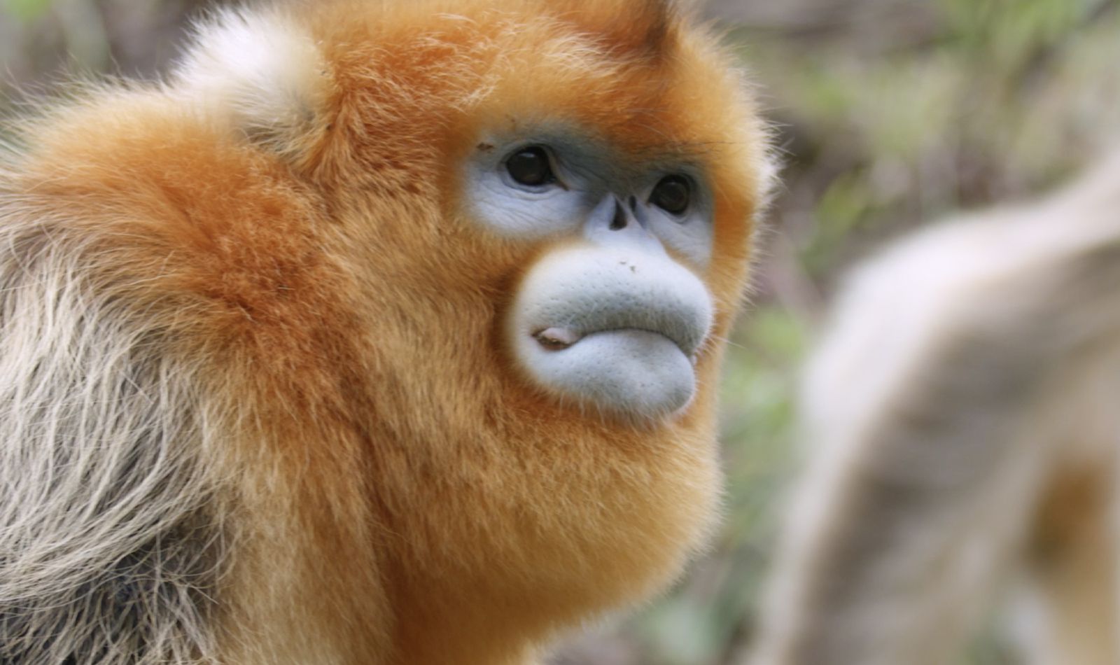 Singe doré - Animaux extraordinaires du ZooParc