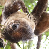 Linnaeus’s two-toed sloth