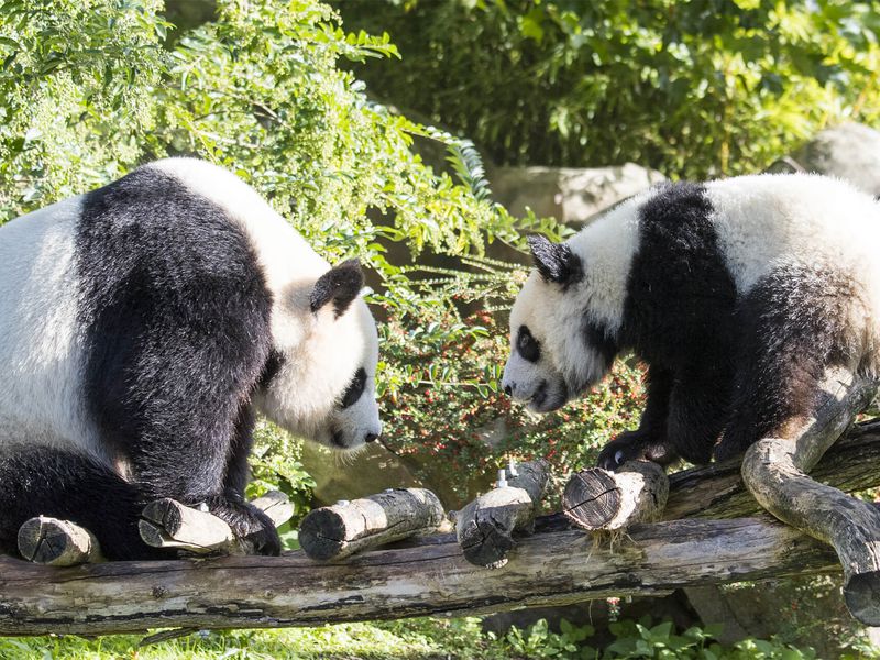 Yuan Meng - Premier bébé panda de France - ZooParc de Beauval