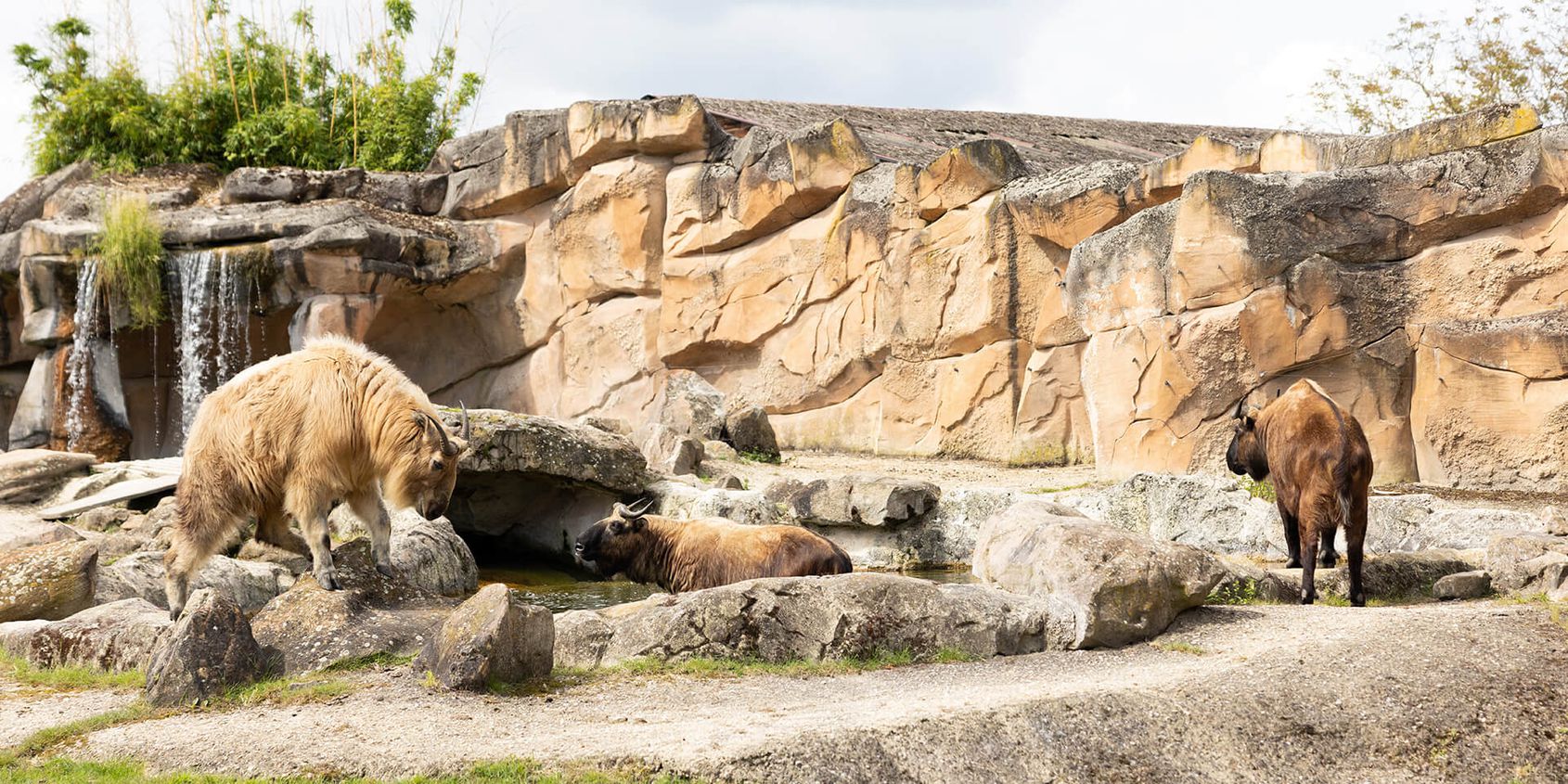 Takins - Les animaux des Hauteurs de Chine - ZooParc de Beauval