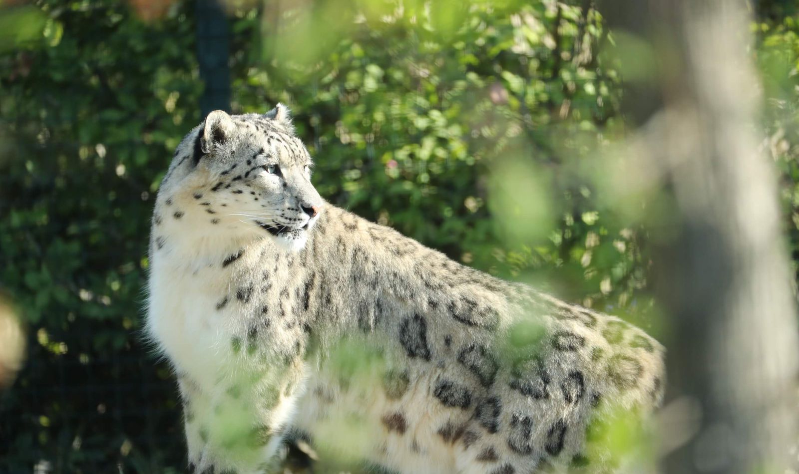 Panthère des neiges - Animaux extraordinaires du ZooParc