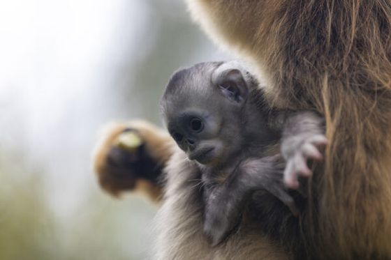 Naissance exceptionnelle à Beauval : un deuxième bébé singe doré est né !