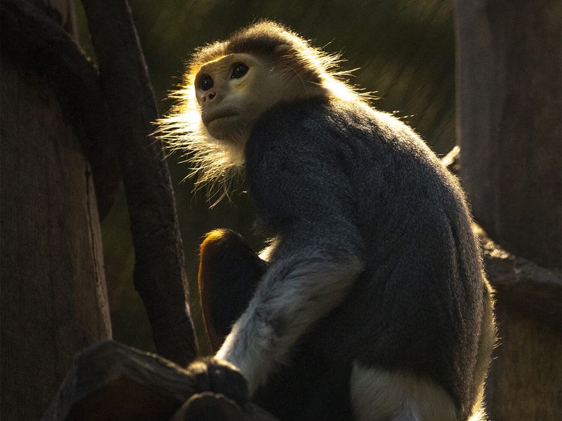 Sponsor our red-shanked douc langur - Animals of ZooParc de Beauval