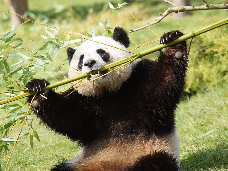 Panda géant - Animaux extraordinaires du ZooParc