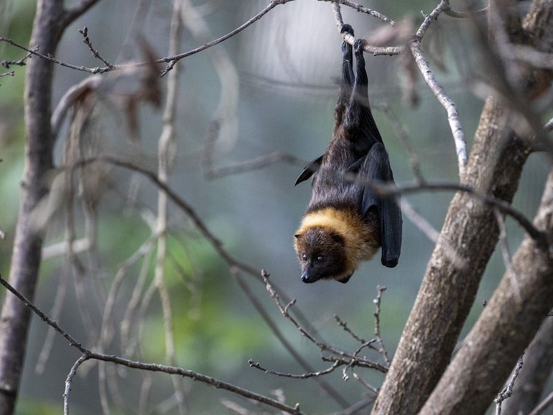 Chauves-souris de Rodrigues - Animaux extraordinaires du ZooParc
