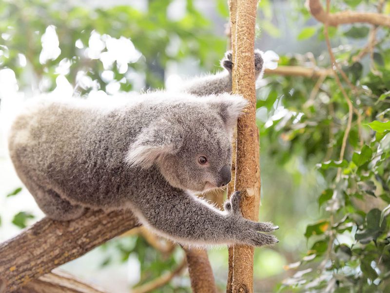 Koala cherchant l'eucalyptus - Les animaux de La Serre des Koalas - ZooParc de Beauval