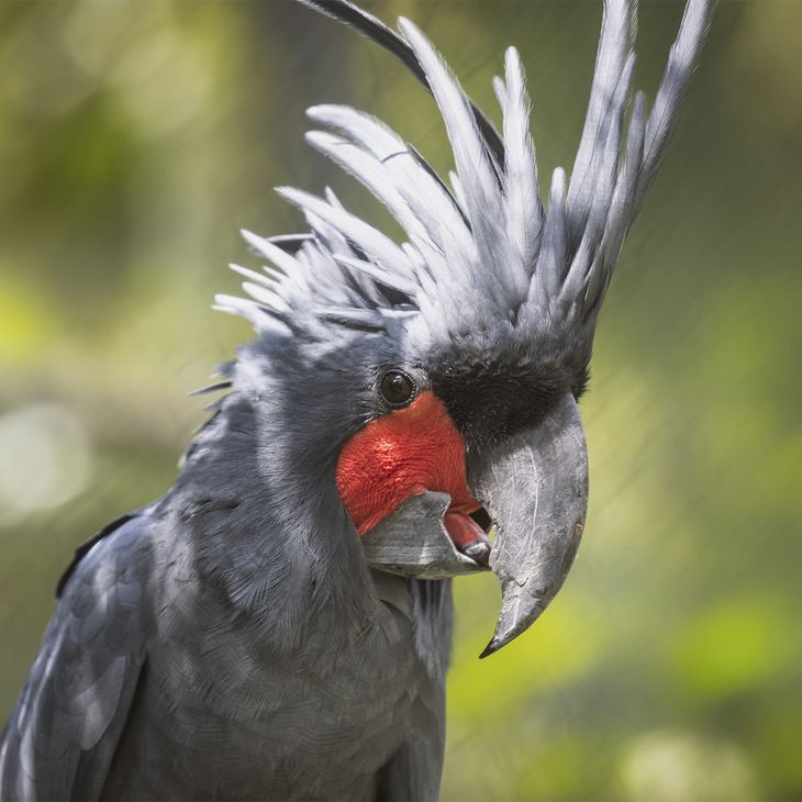 Microglosse - Animaux extraordinaires du ZooParc