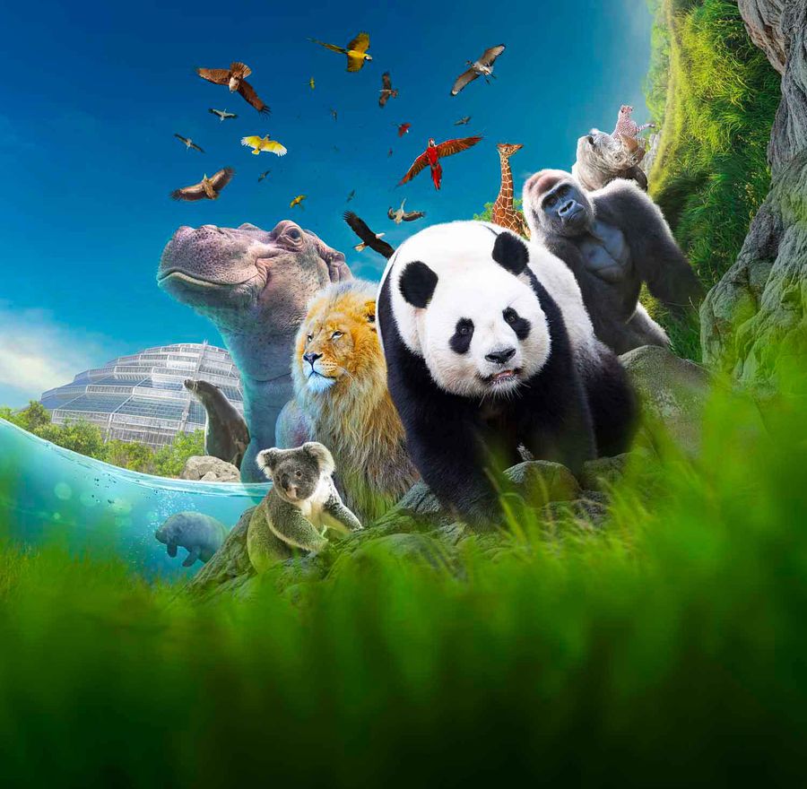 Classement Des Plus Beau Zoo Du Monde 2020 4e plus beau zoo du monde | ZooParc de Beauval