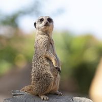 Suricate - Animaux extraordinaires du ZooParc