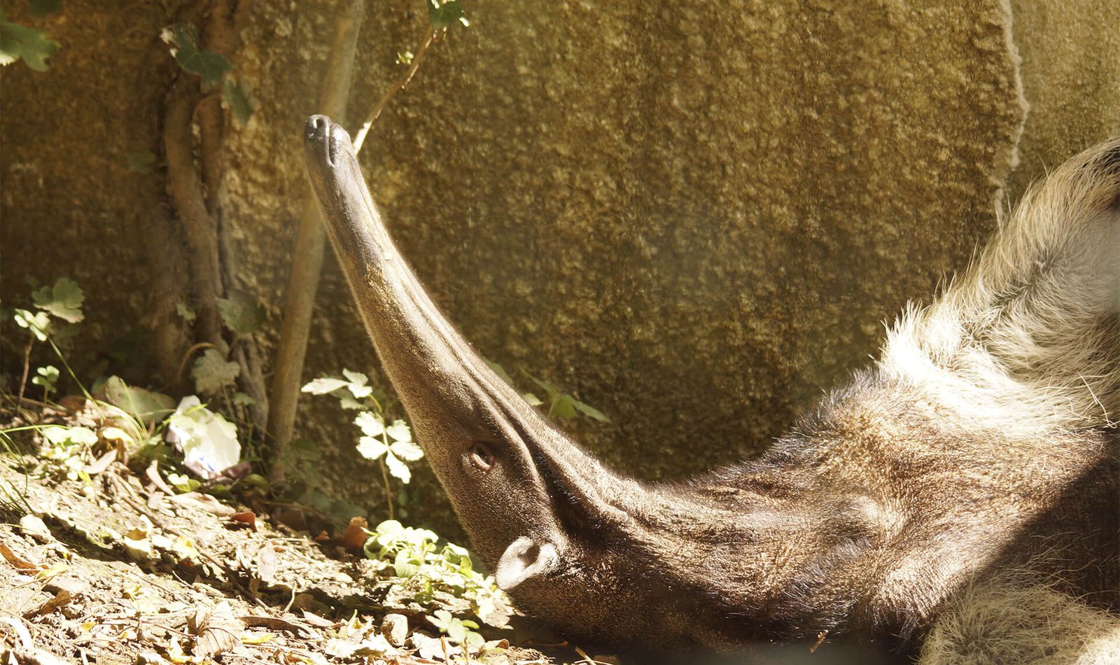 Fourmilier géant - Animaux extraordinaires du ZooParc
