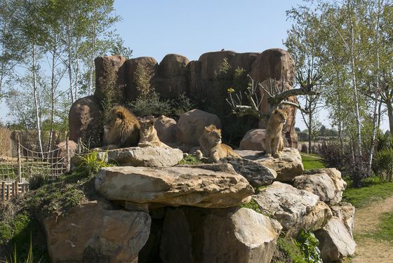 Famille lions d'Afrique - Les animaux de La Terre des Lions - ZooParc de Beauval
