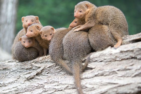 Mangoustes - Les animaux de La Plaine des Éléphants - ZooParc de Beauval