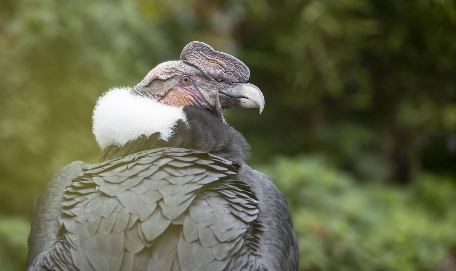 Condor des Andes - Animaux extraordinaires du ZooParc