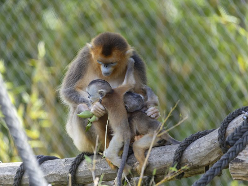 Golden snub-nosed monkey – Extraordinary animals of ZooParc de Beauval