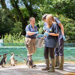 Activité adulte Soigneur d'un Jour - ZooParc de Beauval