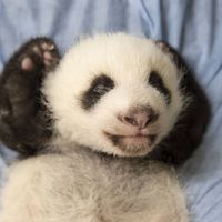 Petite Neige - Jumelle bébés panda - ZooParc de Beauval Petite Neige - Jumelle bébés panda - ZooParc de Beauval