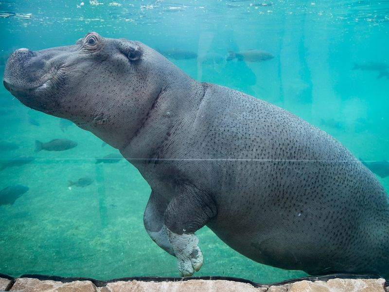 Hippopotame - Animaux extraordinaires du ZooParc