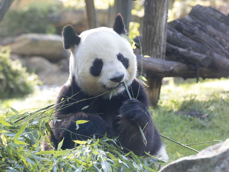 Yuan Zi - Panda - ZooParc de Beauval