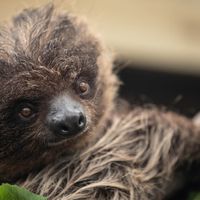 Linnaeus’s two-toed sloth