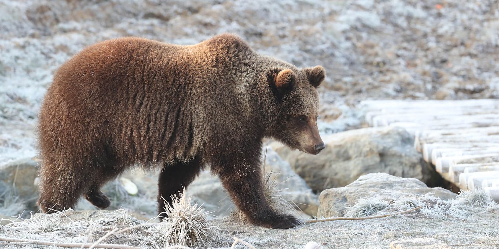 Ours brun sur sol gelé - Les animaux du Territoire Nord-Américain - ZooParc de Beauval