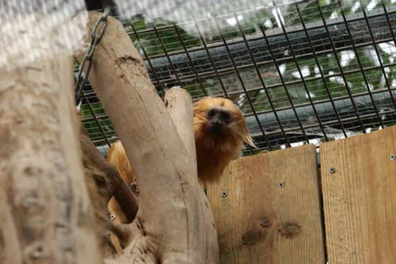 Le retour émouvant d’un tamarin lion doré à Beauval onze ans après son vol