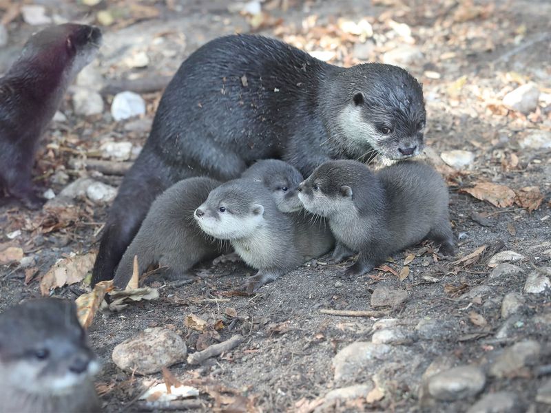 Loutre naine et ses bébés - Venez visiter les animaux du ZooParc