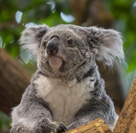 Les koalas - Animation - Activité du ZooParc de Beauval