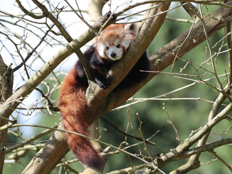 Panda roux - Animaux extraordinaires du ZooParc