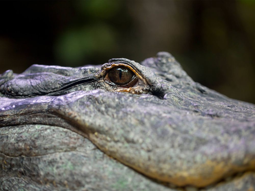 Alligator du Mississippi ZooParc de Beauval