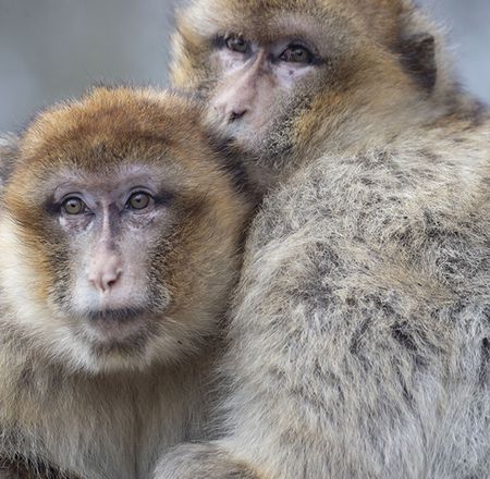 Les particularités des primates - Animation - Activité du ZooParc de Beauval