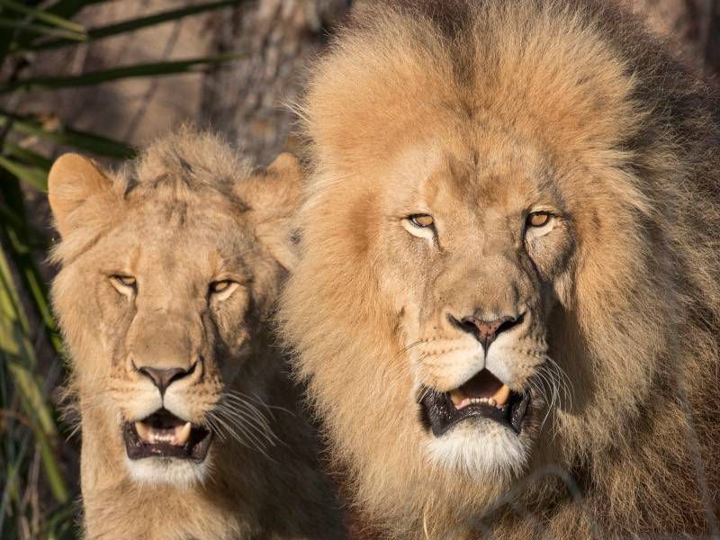 Lion et lionne d'Afrique - Les animaux de La Terre des Lions - ZooParc de Beauval