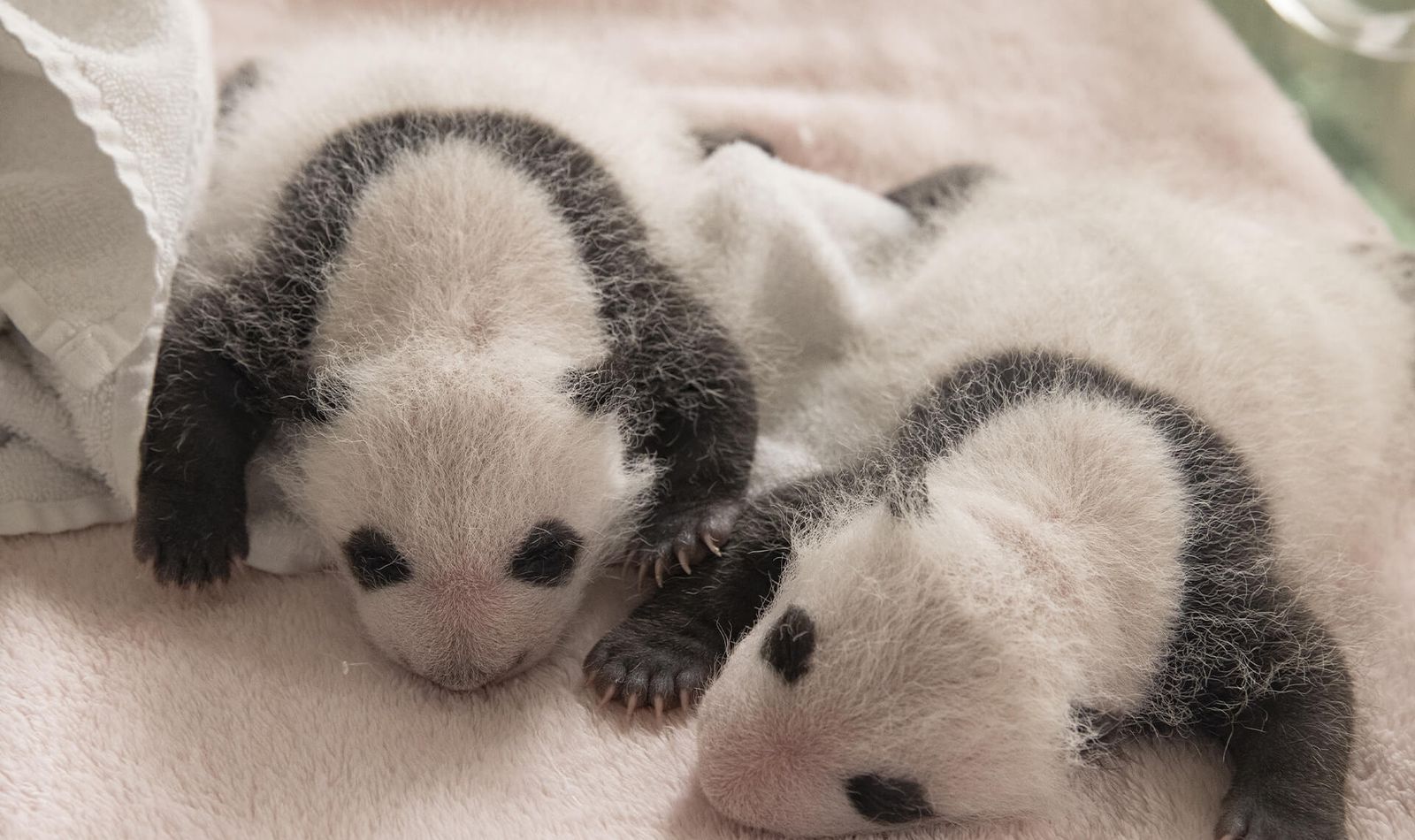 Parrainage jumelles panda - Beauval Nature - ZooParc de Beauval