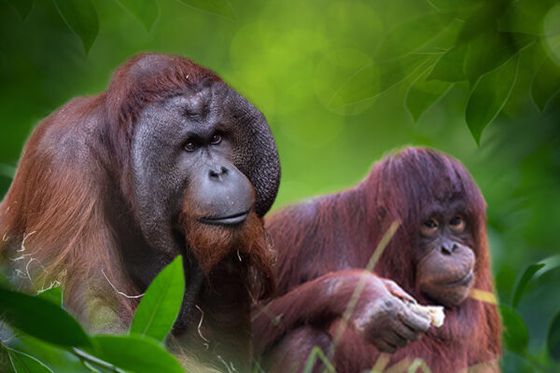 Mâle ou femelle ? Le jeu spécial Saint-Valentin