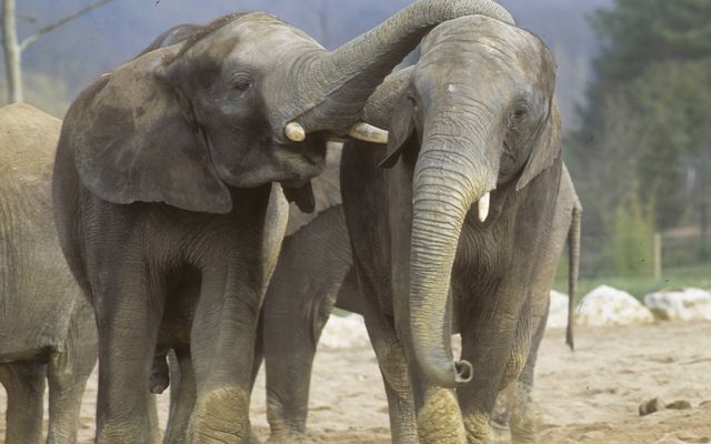 Éléphants - L'histoire du ZooParc