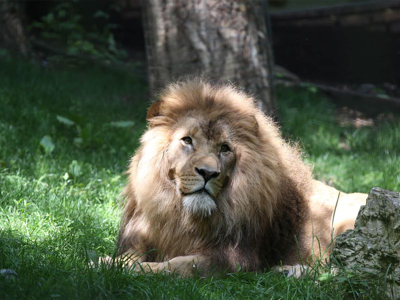 Lion d'Afrique - Déménagement territoire Bois des Fauves à La Terre des Lions - ZooParc de Beauval Lion d'Afrique - Déménagement territoire Bois des Fauves à La Terre des Lions - ZooParc de Beauval