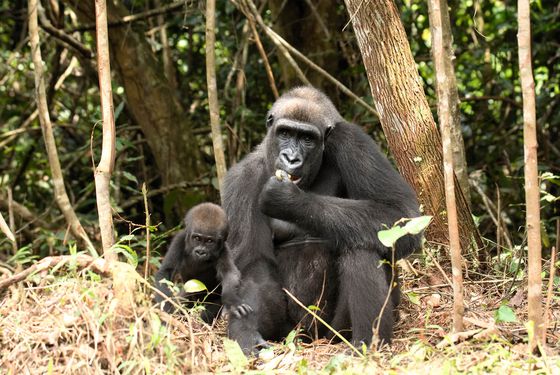 Mayombé et sa fille Taàli - Réintroduction de gorilles au Gabon - Nos missions - ZooParc de Beauval