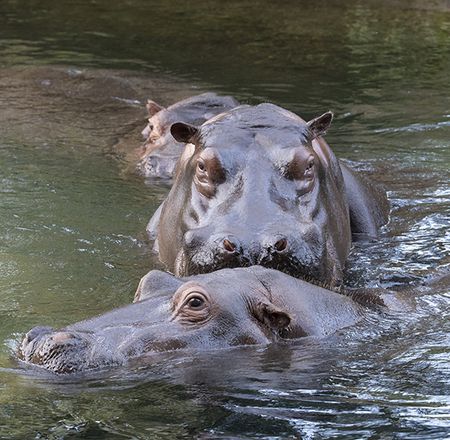 Les hippopotames - Animation - Activité du ZooParc de Beauval