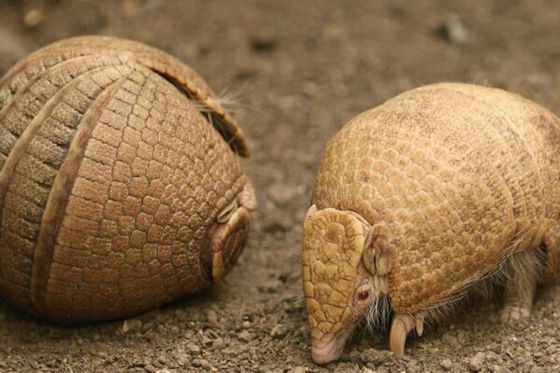 Naissance exceptionnelle : un tatou à 3 bandes albinos !