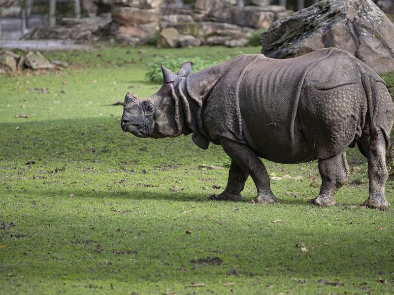 Profil rhinocéros indien - Les animaux de La Plaine Asiatique - ZooParc de Beauval
