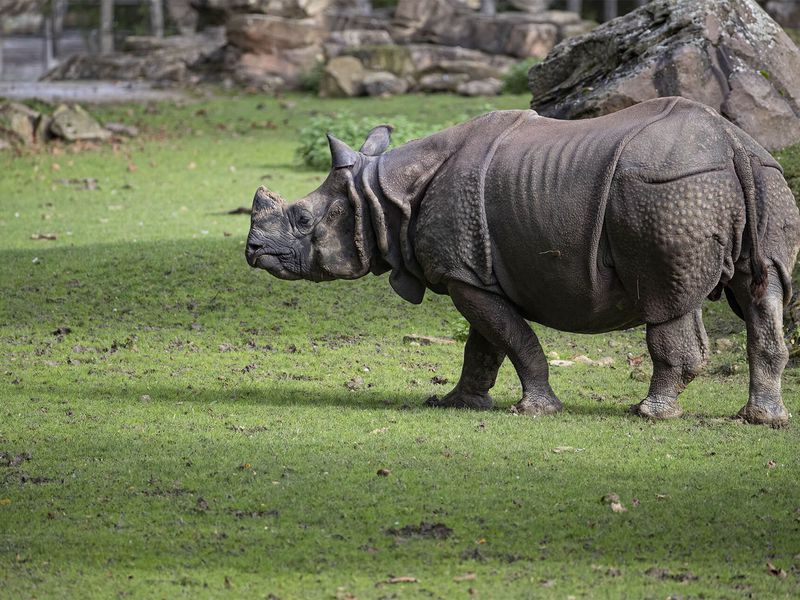 Indian rhinoceros